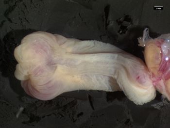 Media type: image;   Herpetology R-139586 Aspect: sulcate